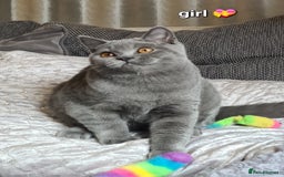 British Shorthair cats for sale: GCCF Lilac Blue & Bicolor quality BSH kittens  - Image 13