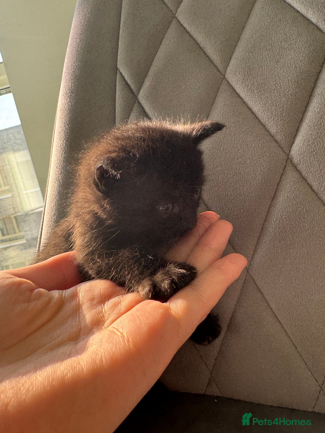 Mixed Breed cats for sale: Beautiful Mixed Kittens (Ginger/Tortie/Black) - Image 17