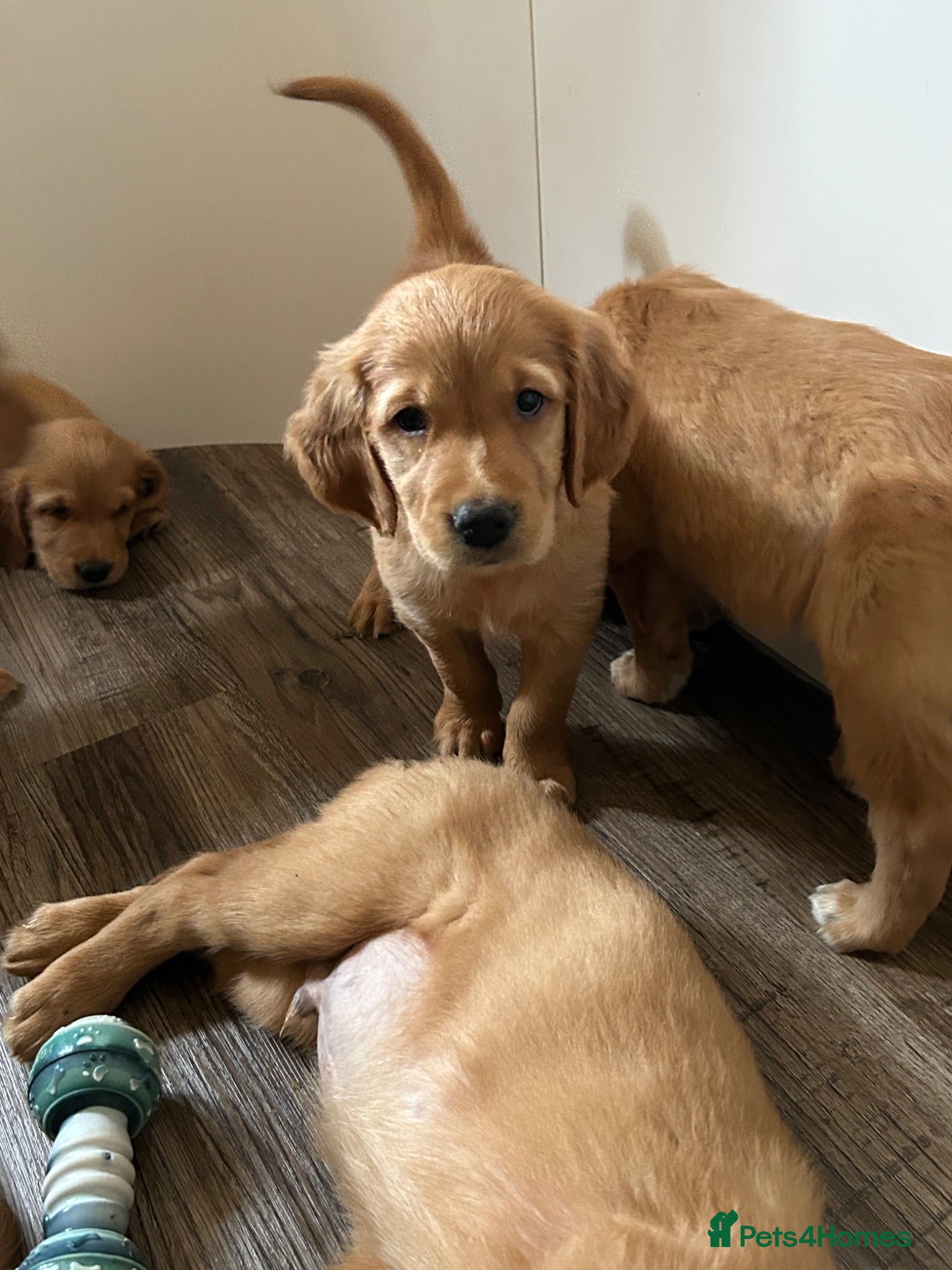Golden Retriever dogs Beautiful litter of dark red golden retriever pups - Advert 2