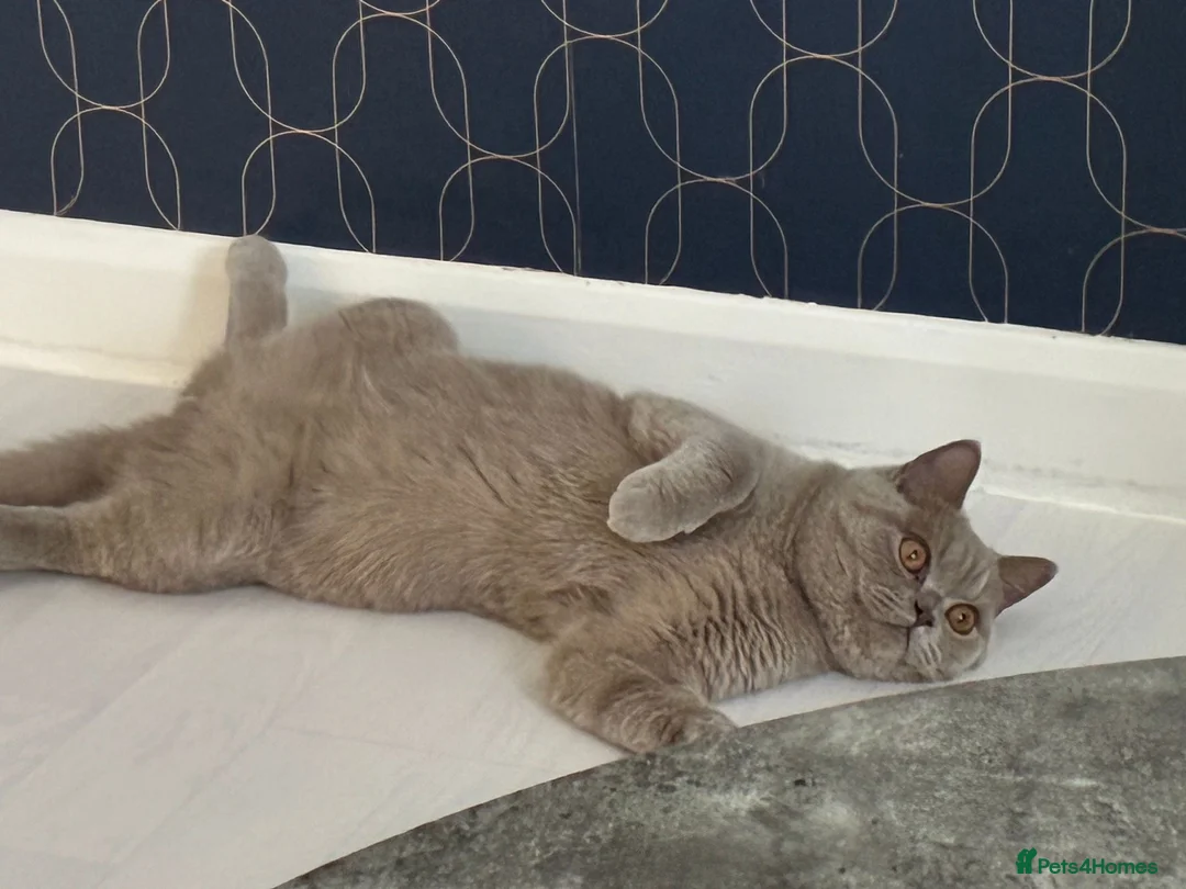 British Shorthair cats for sale: Gorgeous 8 Month Lilac BSH Male Nuetered - Advert 6