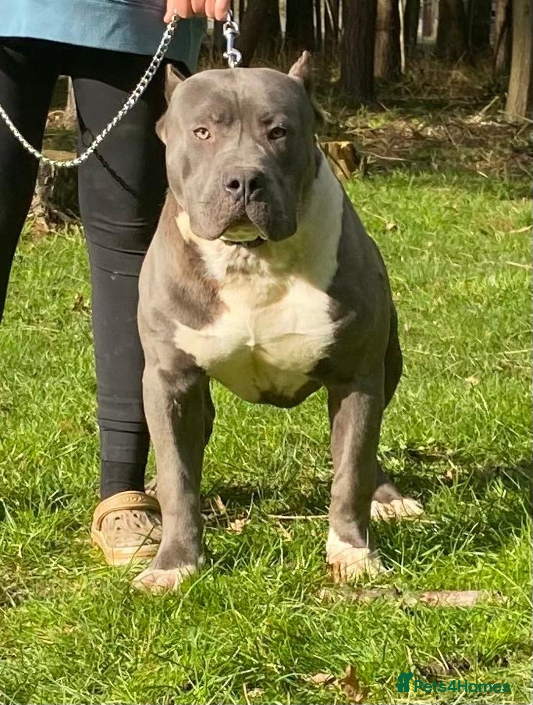 Mixed Breed dogs for sale: Claude - Advert 3