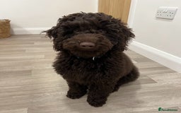 Mixed Breed dogs for sale: 5 Beautiful Cavapoo / Cockapoo puppies  - Image 6