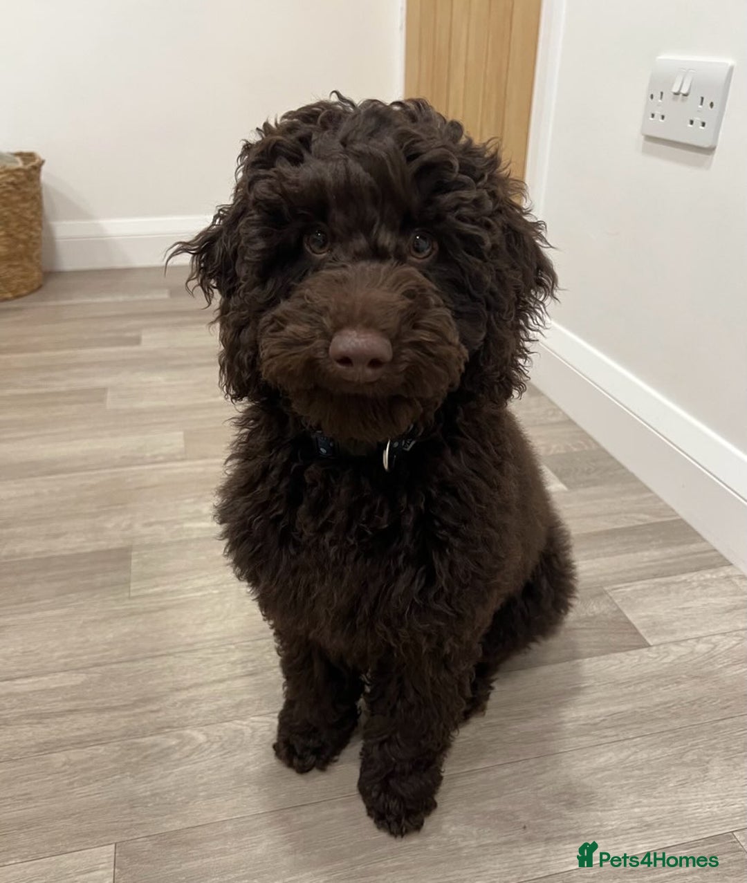 Mixed Breed dogs for sale: 5 Beautiful Cavapoo / Cockapoo puppies  - Image 6