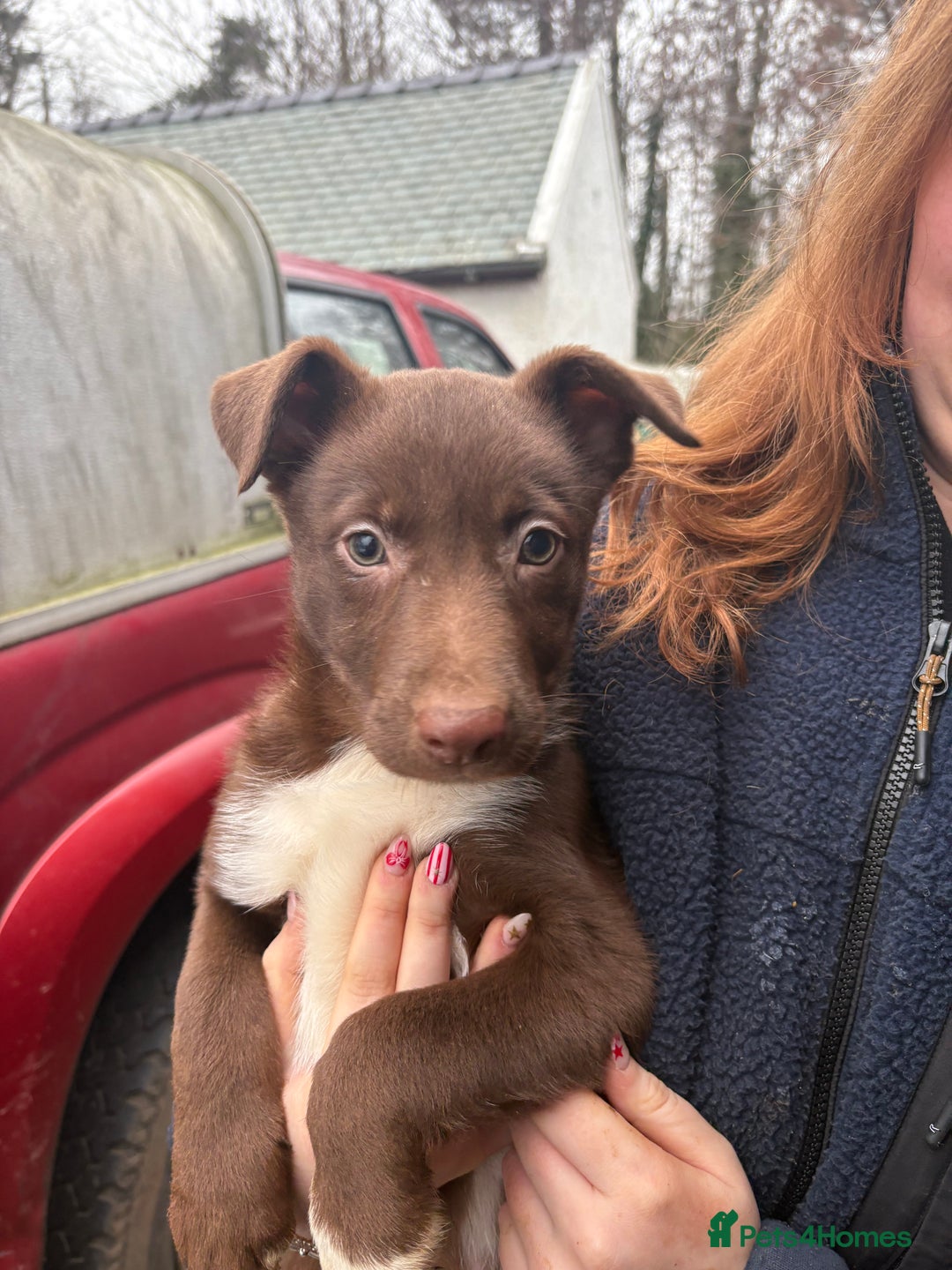 Welsh Collie dogs for sale: Welsh Sheepdogs  - Advert 1