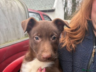 Welsh Collie dogs Welsh Sheepdogs - Advert 5