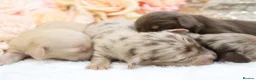 Miniature Dachshund dogs for sale: KC Longhair Miniature Dachshunds - Advert 8