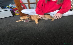 French Bulldog dogs for sale: 5 year old female  - Image 3