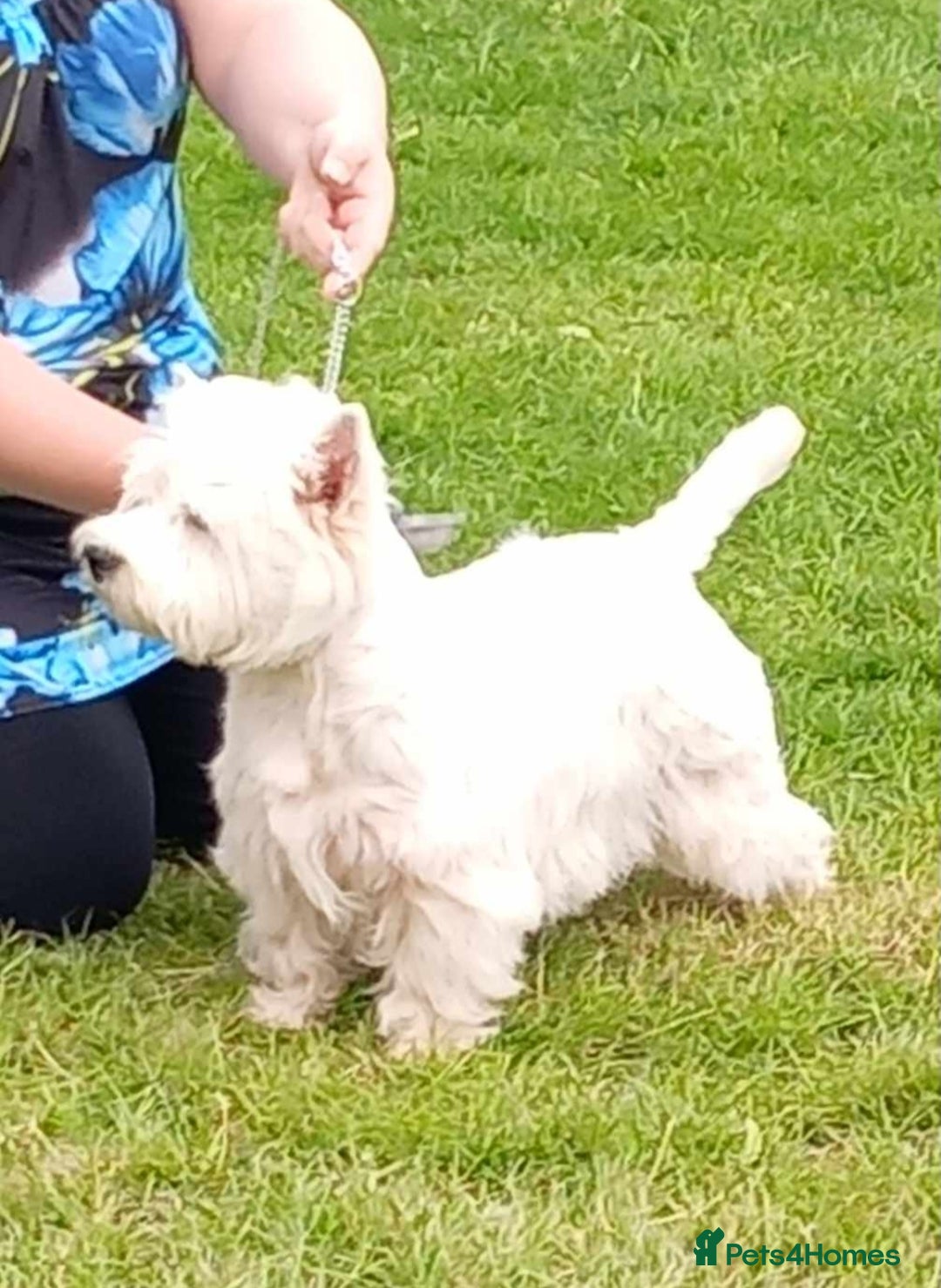 West Highland Terrier dogs for stud: * stud only* KC Stunning west highland terrier in Swansea - Advert 14