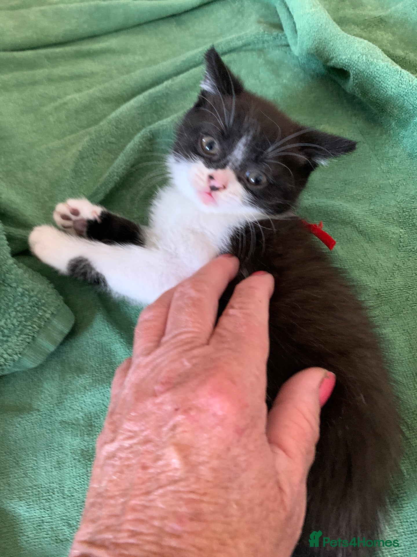 Mixed Breed cats kittens x3 British shorthair x READY NOW - Advert 1