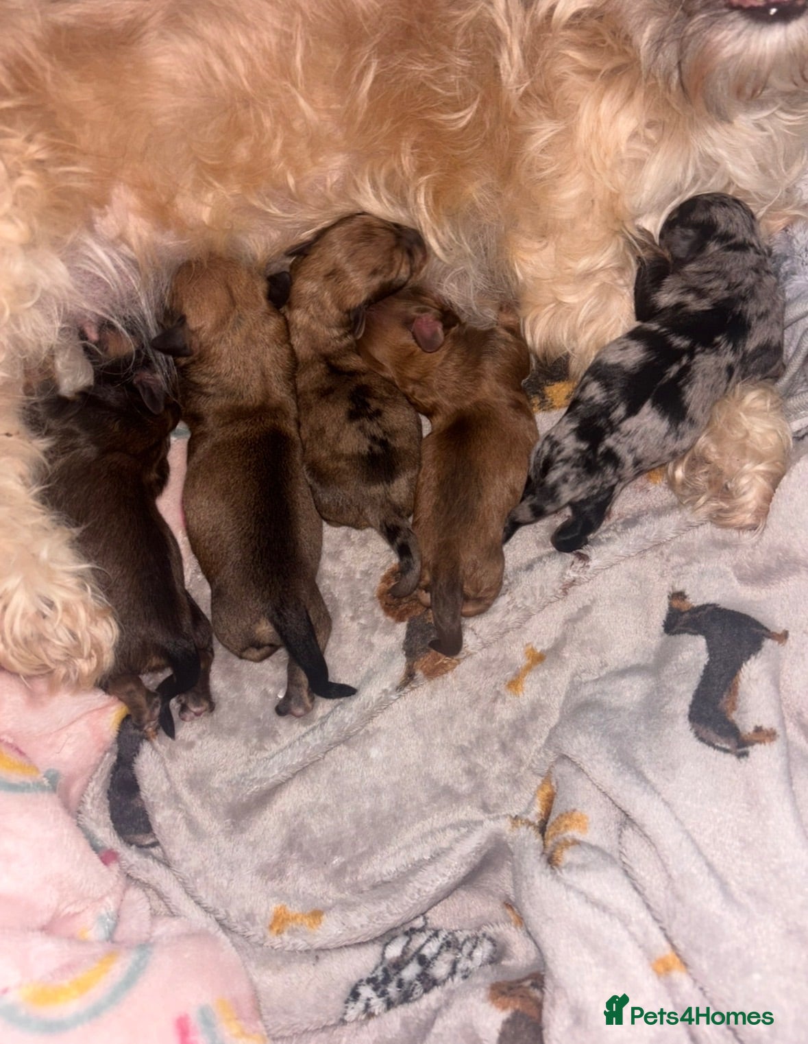 Mixed Breed dogs Schweenies looking for their forever home - Advert 18