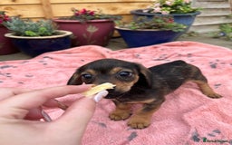 Chiweenie dogs for sale: Beautiful dachshund/ chihuahua puppies  - Image 6