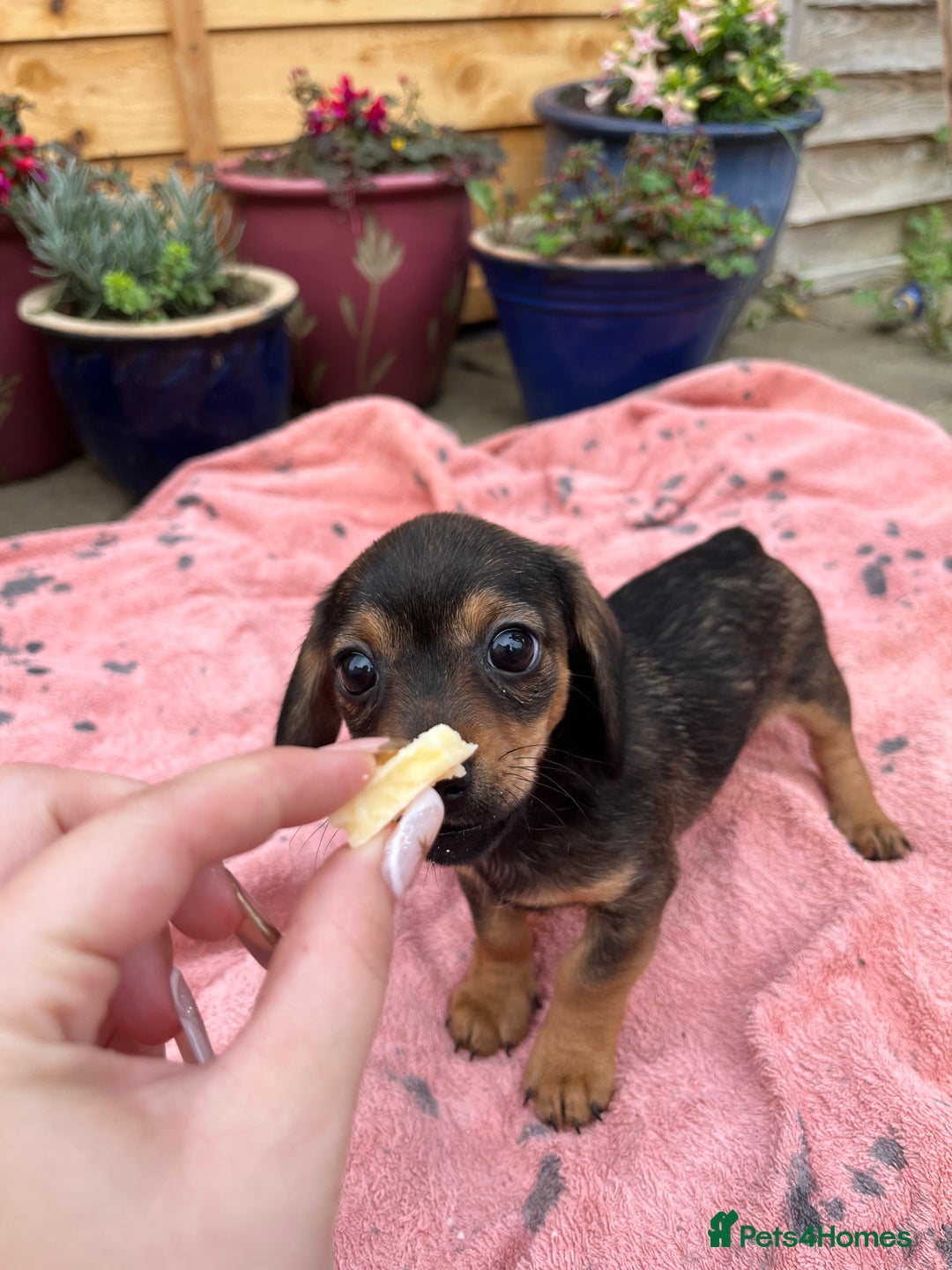 Chiweenie dogs for sale: Beautiful dachshund/ chihuahua puppies  - Image 6