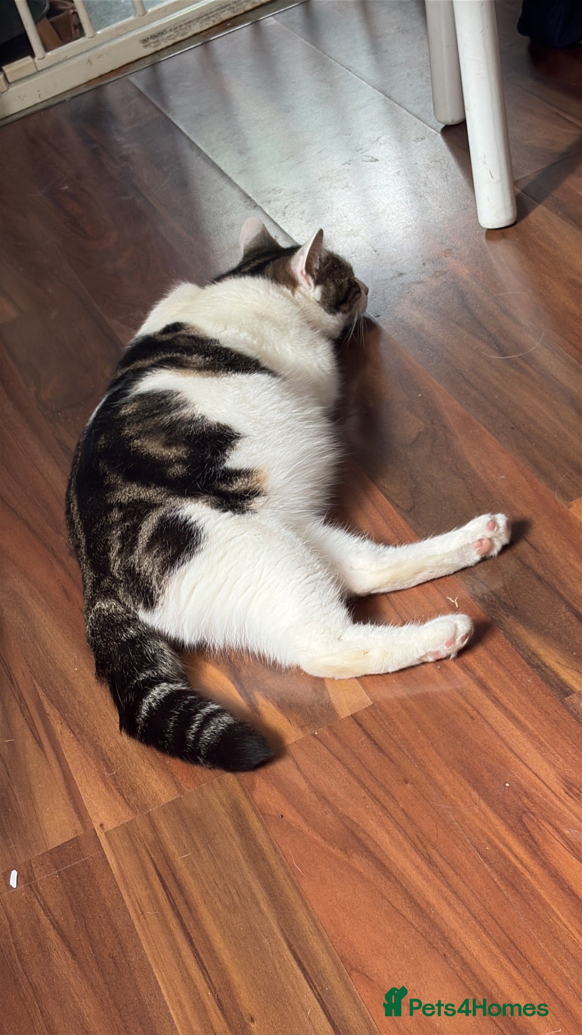 Mixed Breed cats Kittens for sale  - Advert 2