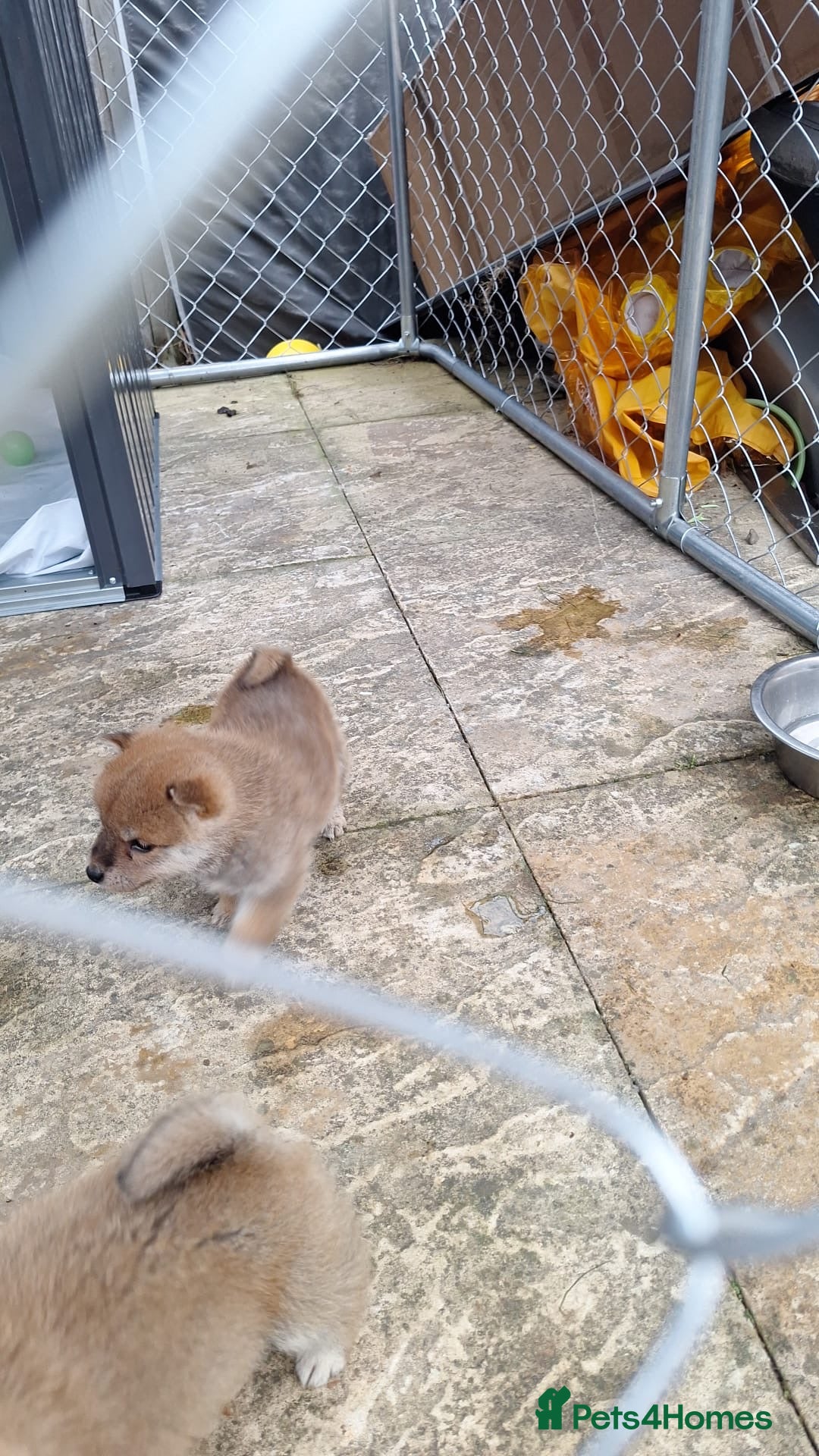 Japanese Shiba Inu dogs for sale: Fluffy authentic Shiba Inu puppies for sale  - Image 12