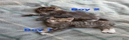 Mixed Breed cats for sale: Beautiful kittens looking for their forever homes  - Advert 12