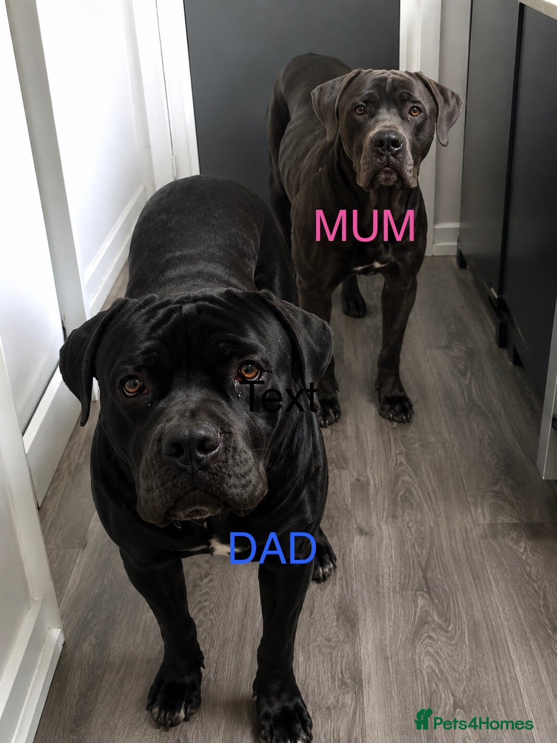 Cane Corso dogs Cane corso pups - Advert 1