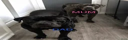 Cane Corso dogs for sale: Cane corso pups - Advert 1