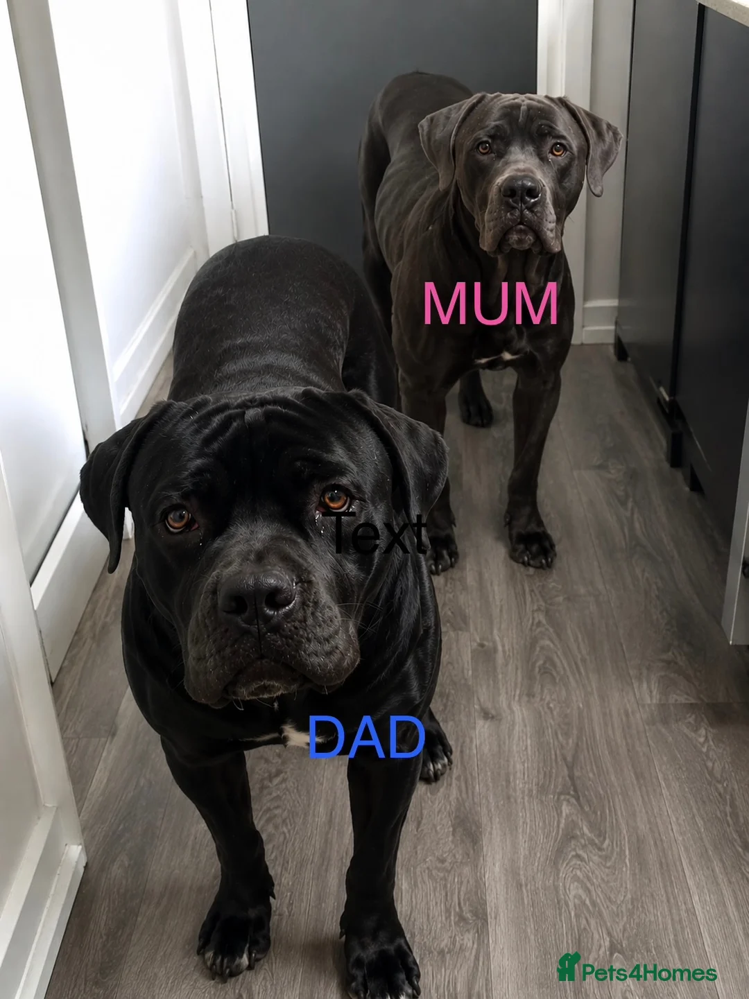 Cane Corso dogs for sale: Cane corso pups - Advert 1