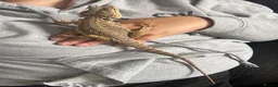 Bearded Dragon reptiles for sale: Bearded dragon - SET UP INCLUDED - Advert 3