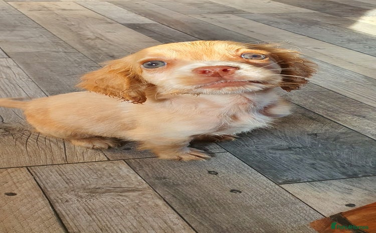 Cocker Spaniel dogs - Advert 2