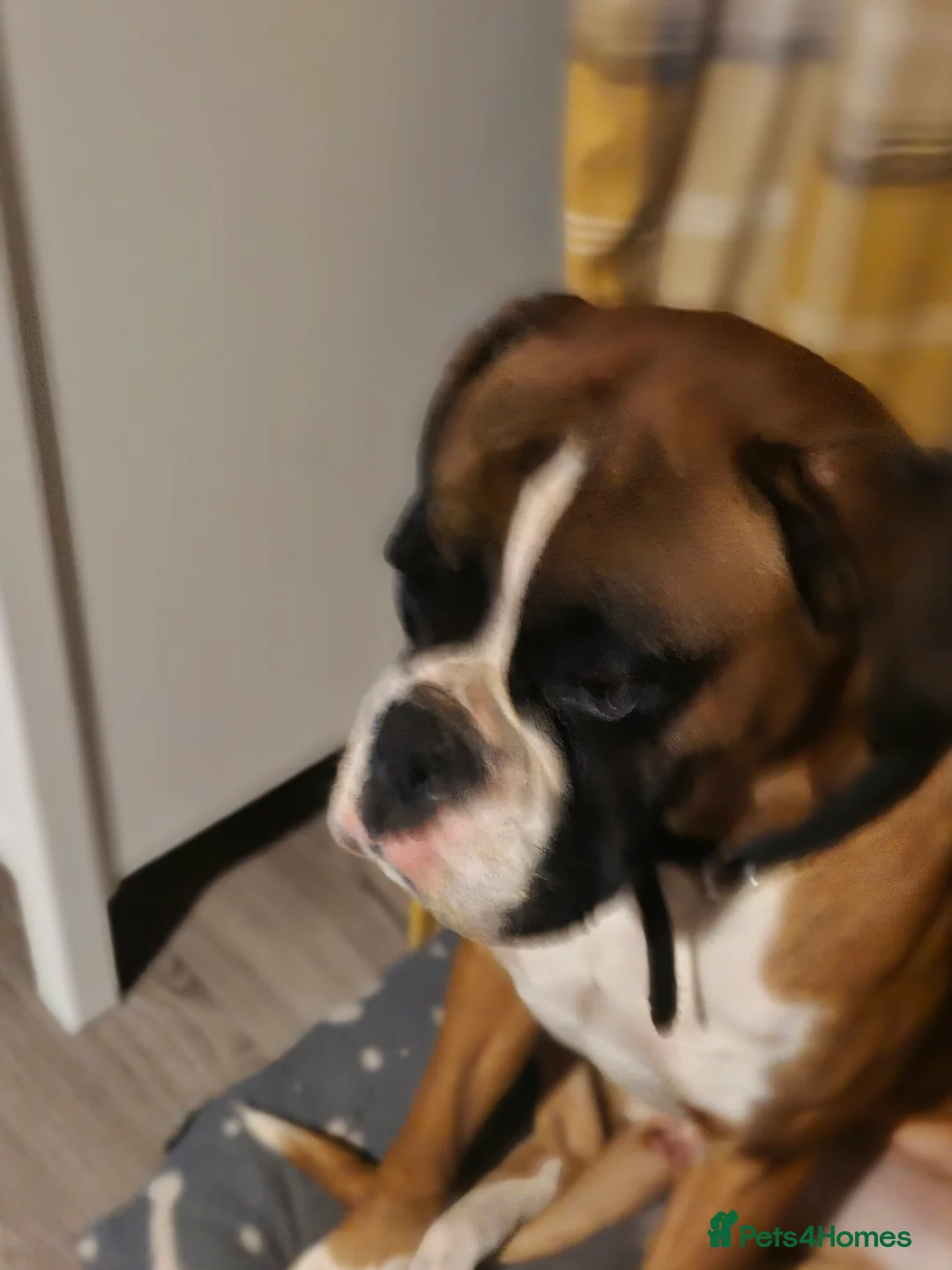 Boxer dogs for sale: Beautiful boxer girl - Advert 1
