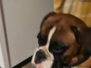 Boxer dogs Beautiful boxer girl - Advert 7