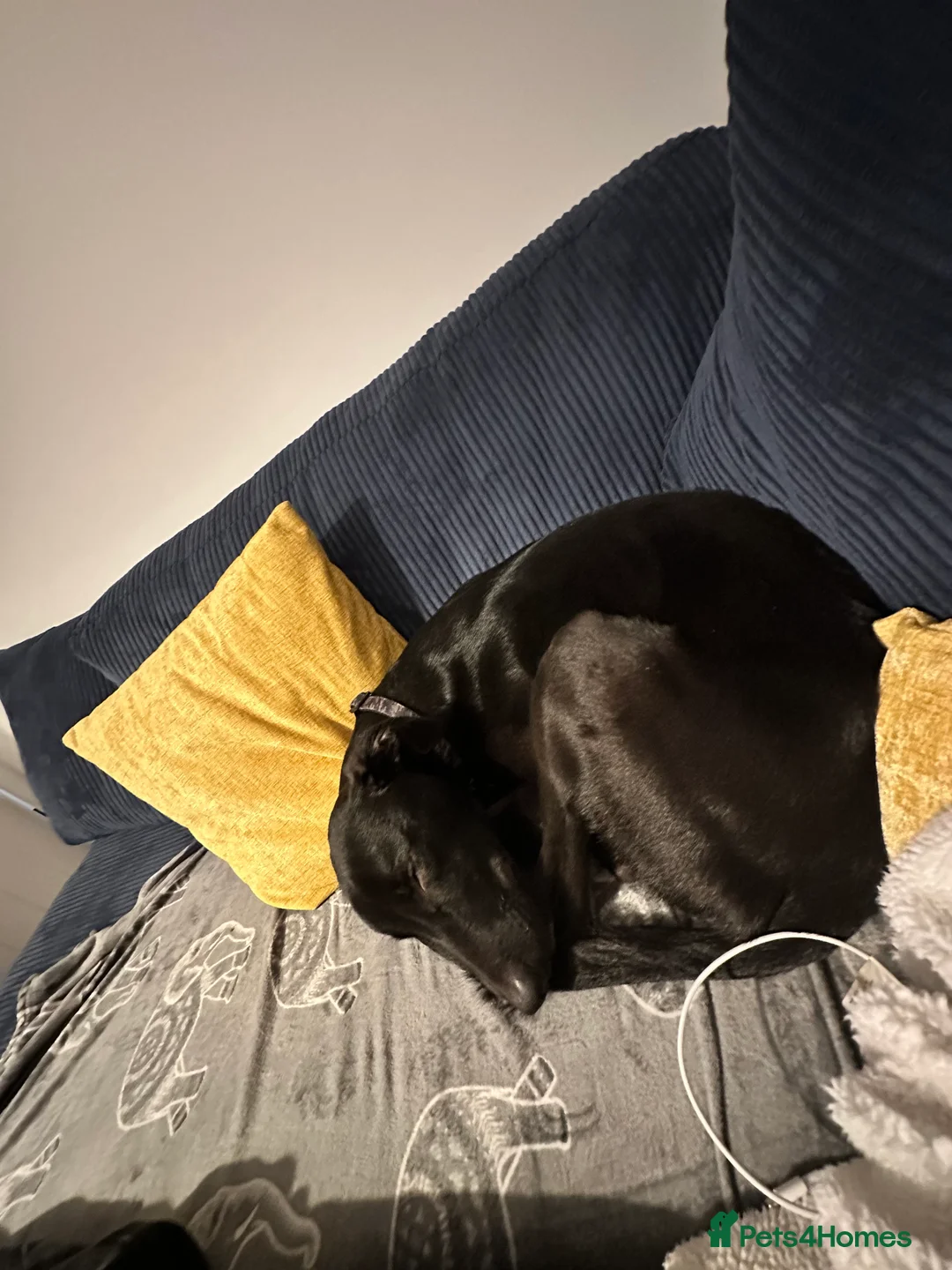 Mixed Breed dogs for sale: Milo - Lurcher x Greyhound male 11month  - Advert 10