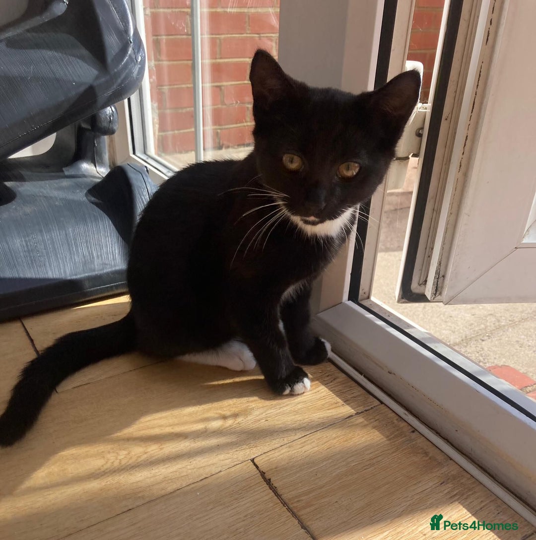 Mixed Breed cats for adoption: 4 month old rescue kitten ready for new life - Image 1
