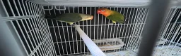 Lovebirds birds for sale: Sale of opline , deceno love bird very rare colour in Hayes - Advert 6