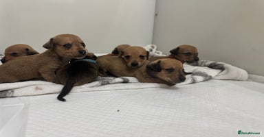 Mixed Breed dogs Dachshund x Maltese puppies  - Advert 10