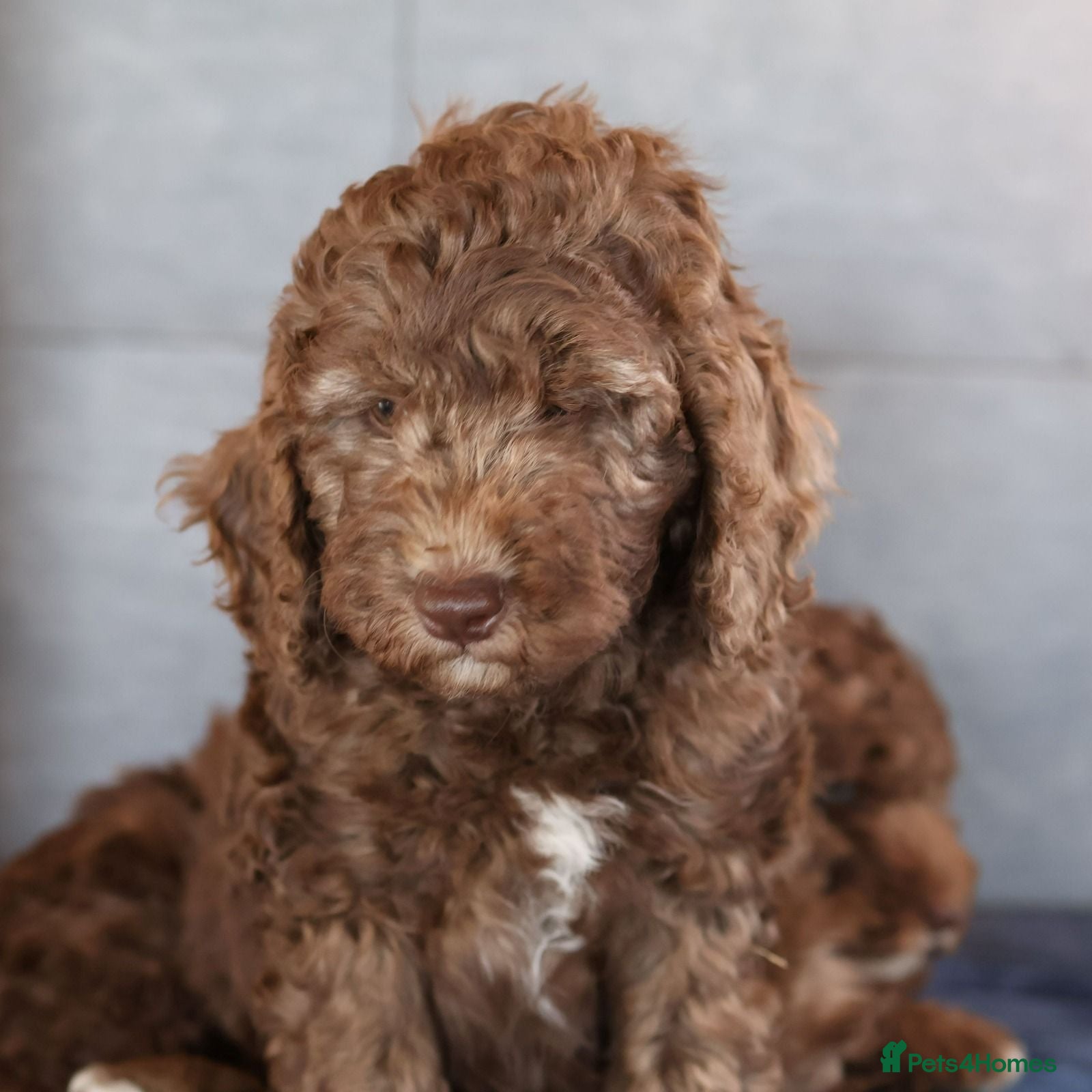 Labradoodle dogs Our Puppies Are Thriving BVA DNA screened parents  - Advert 2