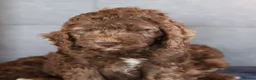 Labradoodle dogs for sale: Ready now , first vaccine complete & health check  - Advert 13