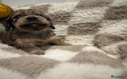 Miniature Dachshund dogs for sale: 5 Beautiful Long Haired Miniature Daschund’s   - Image 3