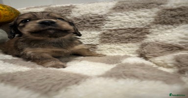 Miniature Dachshund dogs - Advert 4