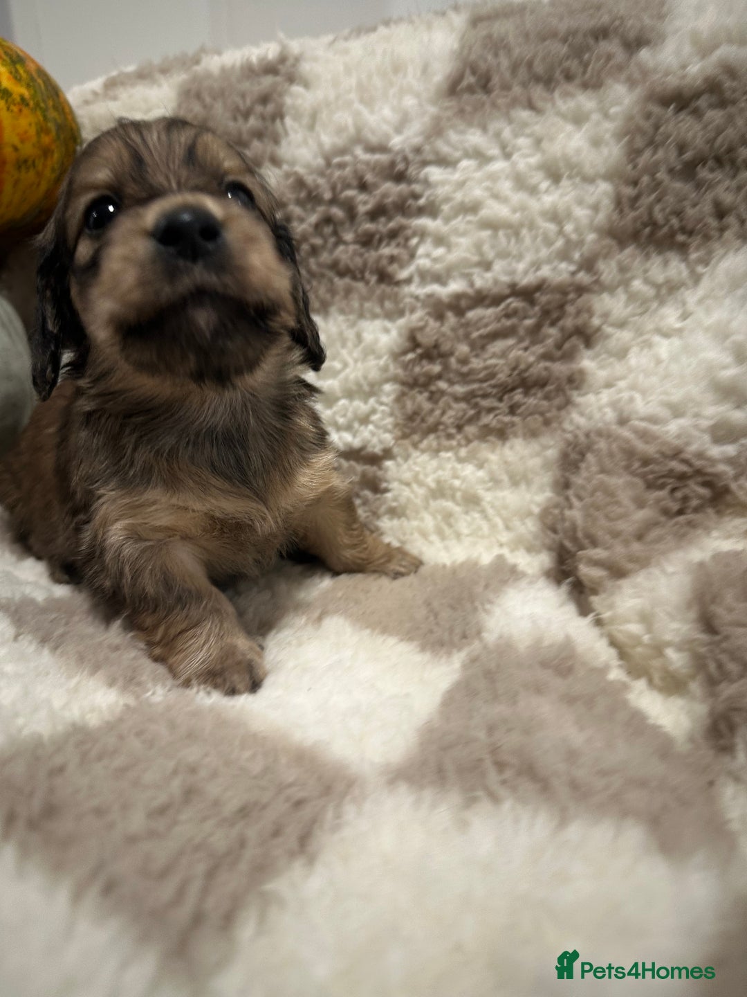 Miniature Dachshund dogs for sale: 5 Beautiful Long Haired Miniature Daschund’s   - Image 3