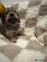 Miniature Dachshund dogs - Advert 4