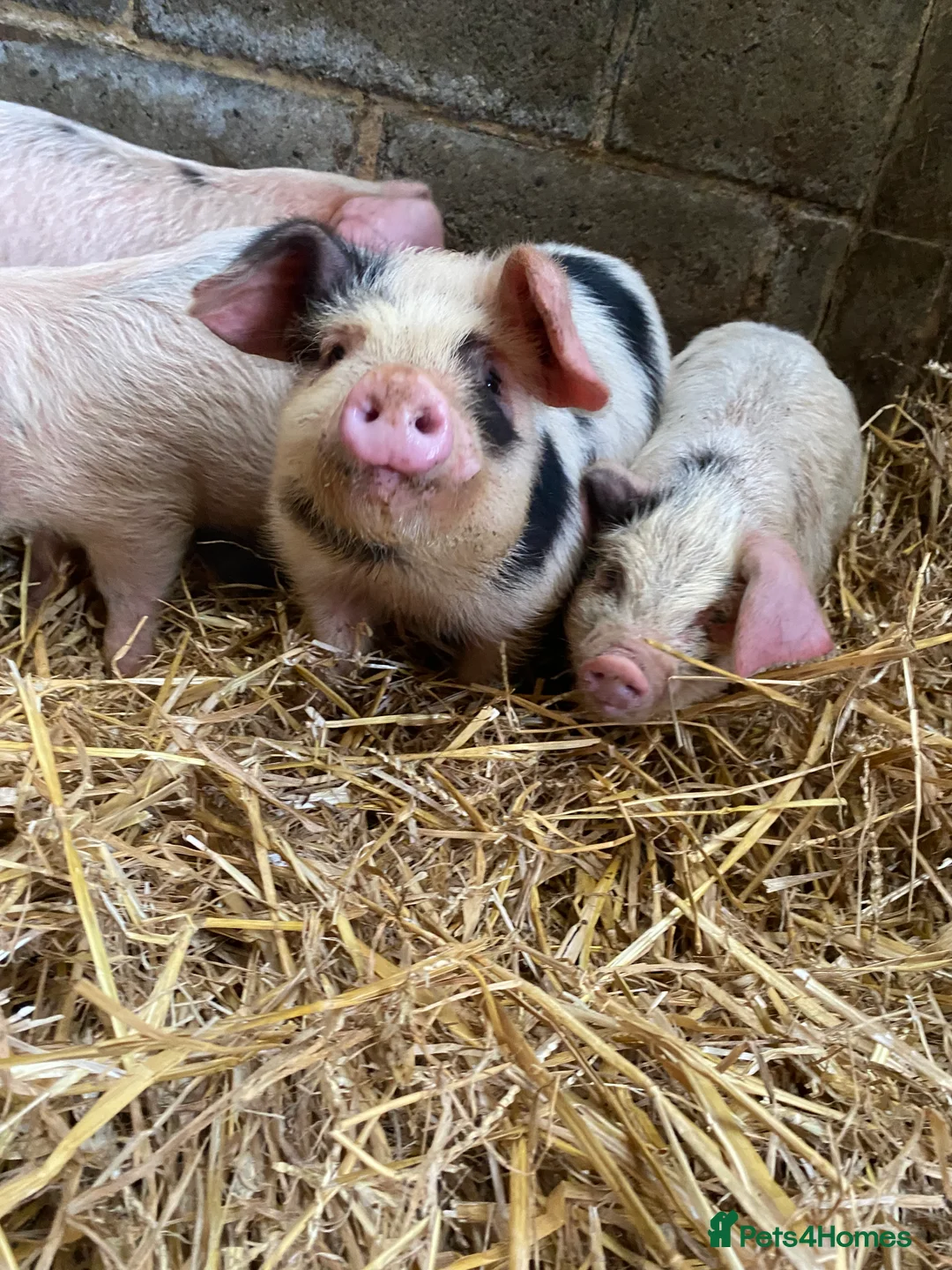 Pig livestock for sale: Gloucestershire Old Spot growing weaners  - Advert 1