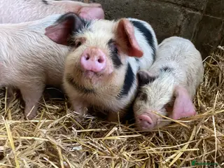 Pig livestock Gloucestershire Old Spot growing weaners - Advert 2