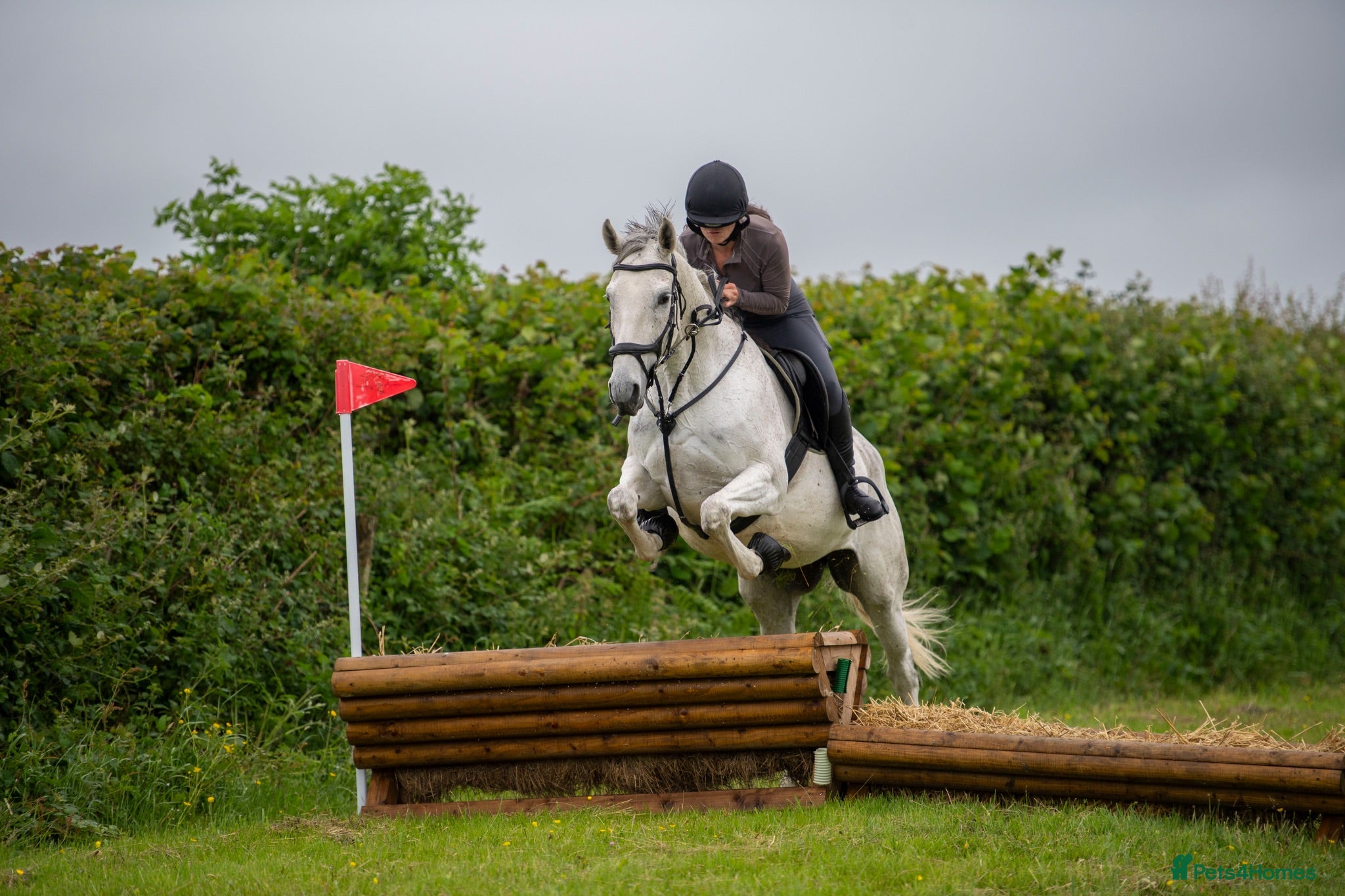 English Thoroughbred horses POPPY 16.1HH 8 YEAR OLD BOMBPROOF ALL ROUNDER - Advert 1