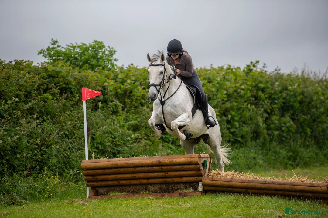 English Thoroughbred horses for sale: POPPY 16.1HH 8 YEAR OLD BOMBPROOF ALL ROUNDER - Advert 1