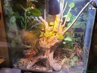 Skink reptiles Olive tree skink - Advert 1