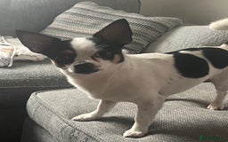 Mixed Breed dogs for sale: chihuahua x Jack Russel - Image 1