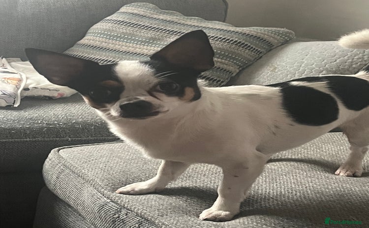 Mixed Breed dogs - Advert 2