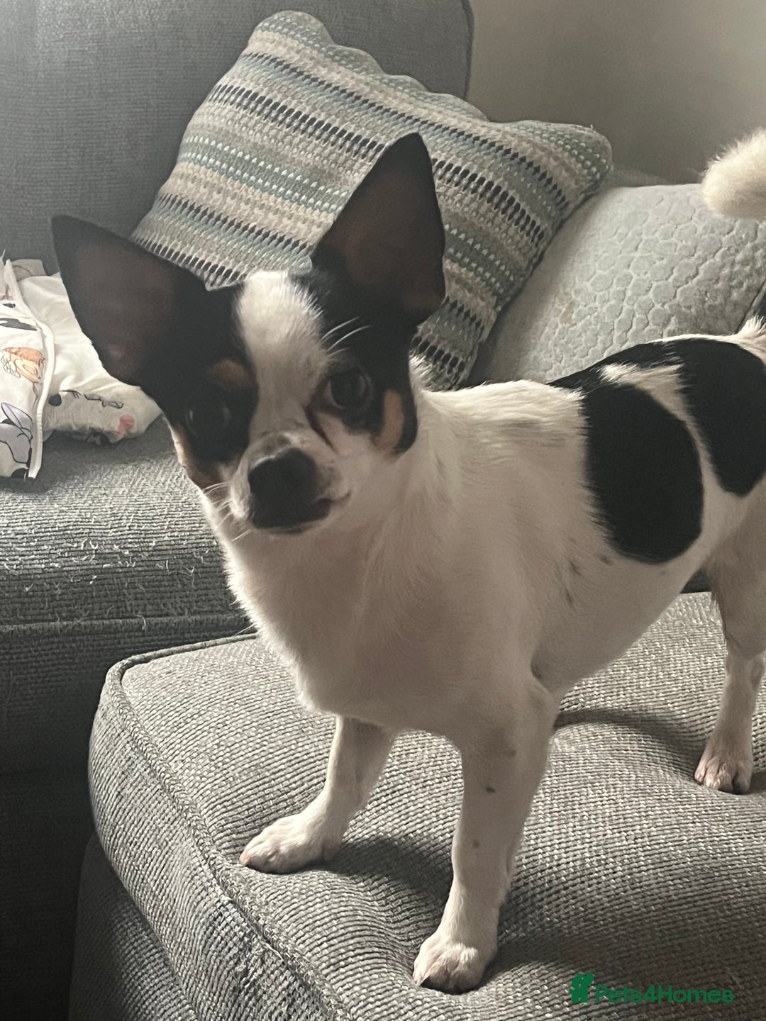 Mixed Breed dogs for sale: chihuahua x Jack Russel - Image 1