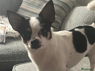 Mixed Breed dogs for sale - Advert 1