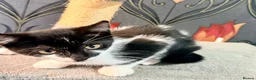 Mixed Breed cats for sale: Kittens for sale - Advert 12