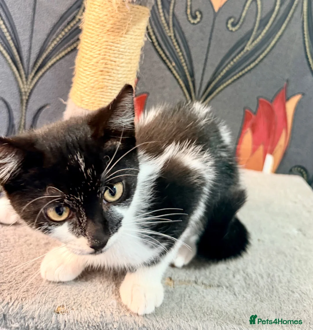 Mixed Breed cats for sale: Kittens for sale - Advert 12