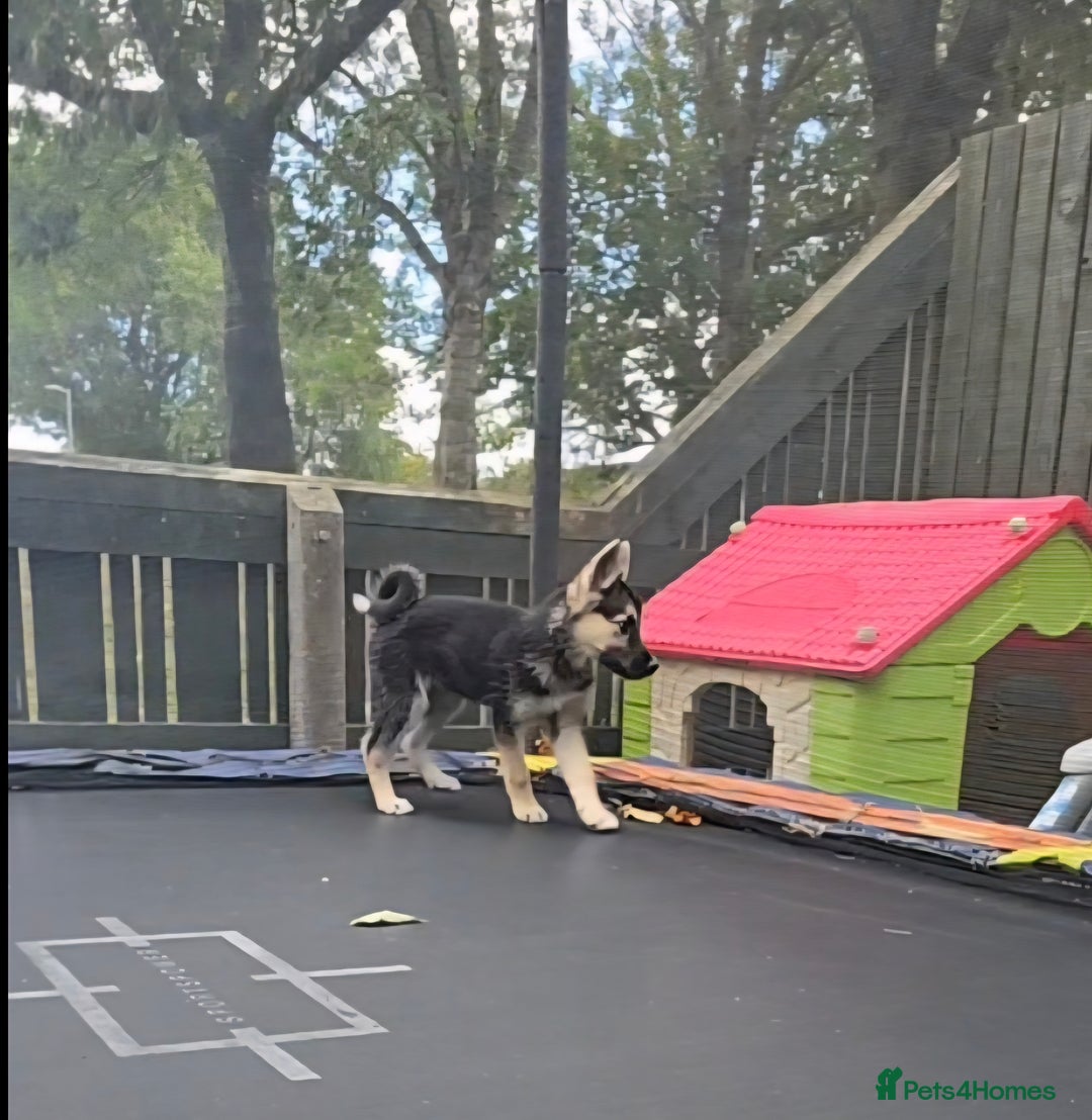 Mixed Breed dogs for sale: Female Shepkita Puppy - Image 8