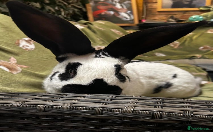 Continental Giant rabbits - Advert 4