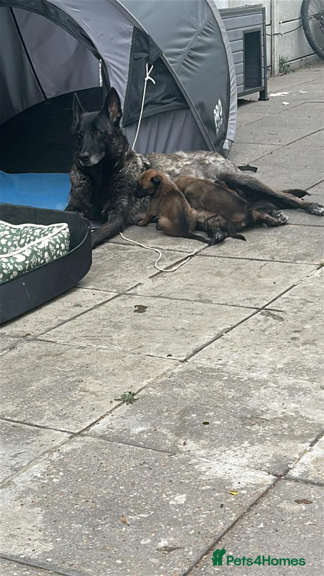 Belgian Shepherd Dog dogs for sale: Beautiful Dutch Herder pups for Sale !!! - Advert 8